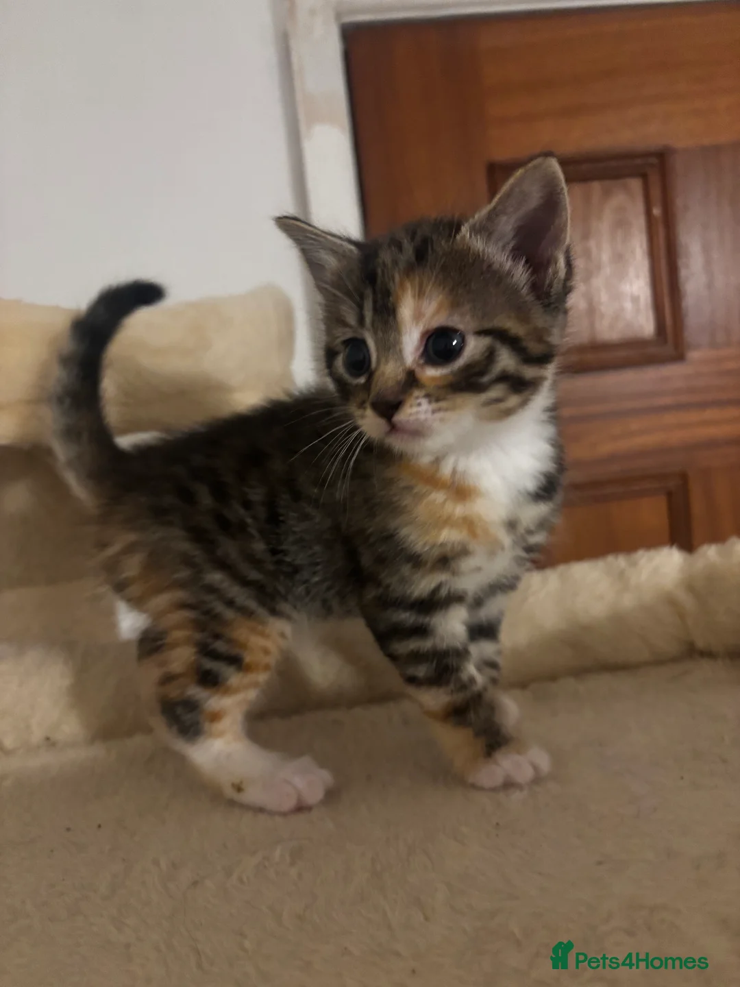 Mixed Breed cats for sale: Beautiful kittens - Advert 3