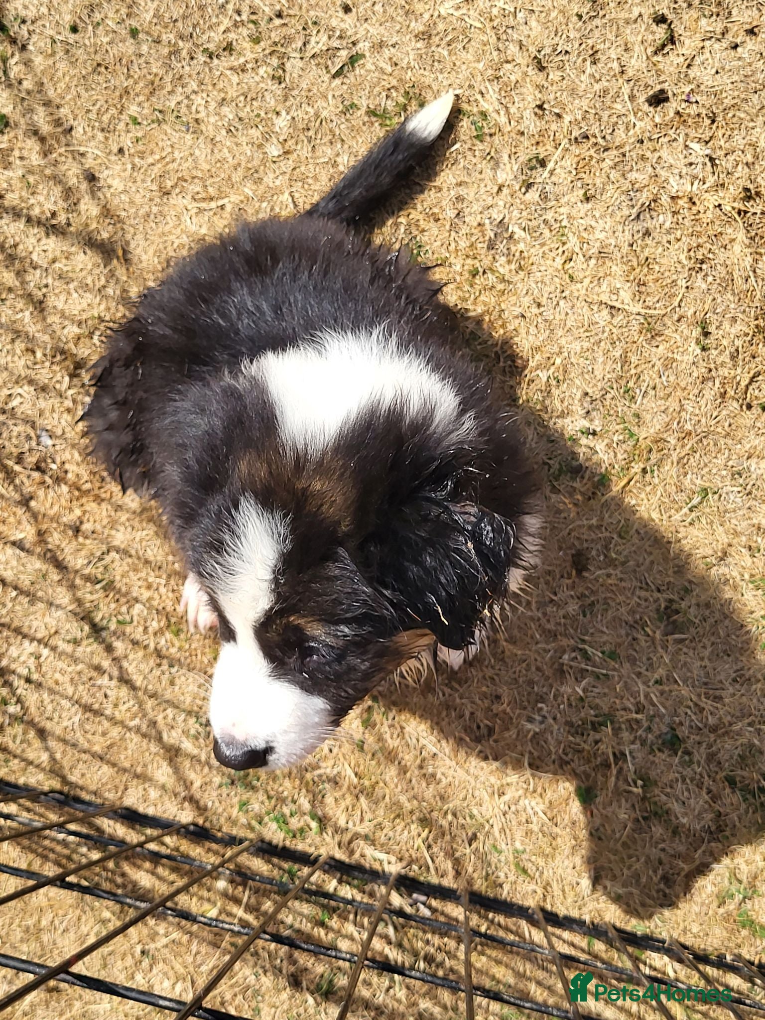 Border Collie dogs Home raised family border collie puppies - Advert 2
