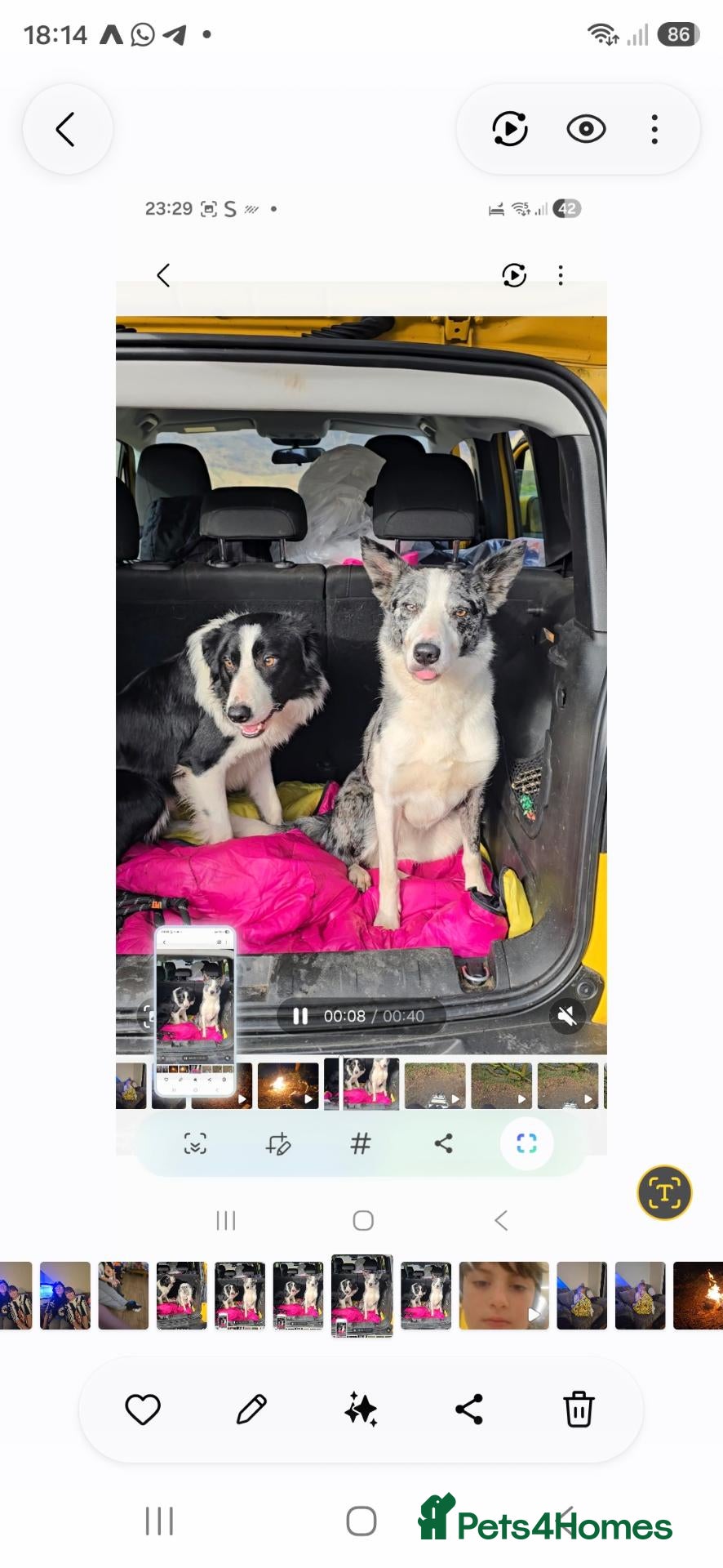 Border Collie dogs for sale: 10 Border Collie pups - Advert 2
