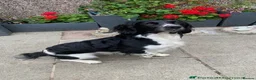 English Springer Spaniel dogs for sale: Springer spaniel puppies due soon  - Advert 12