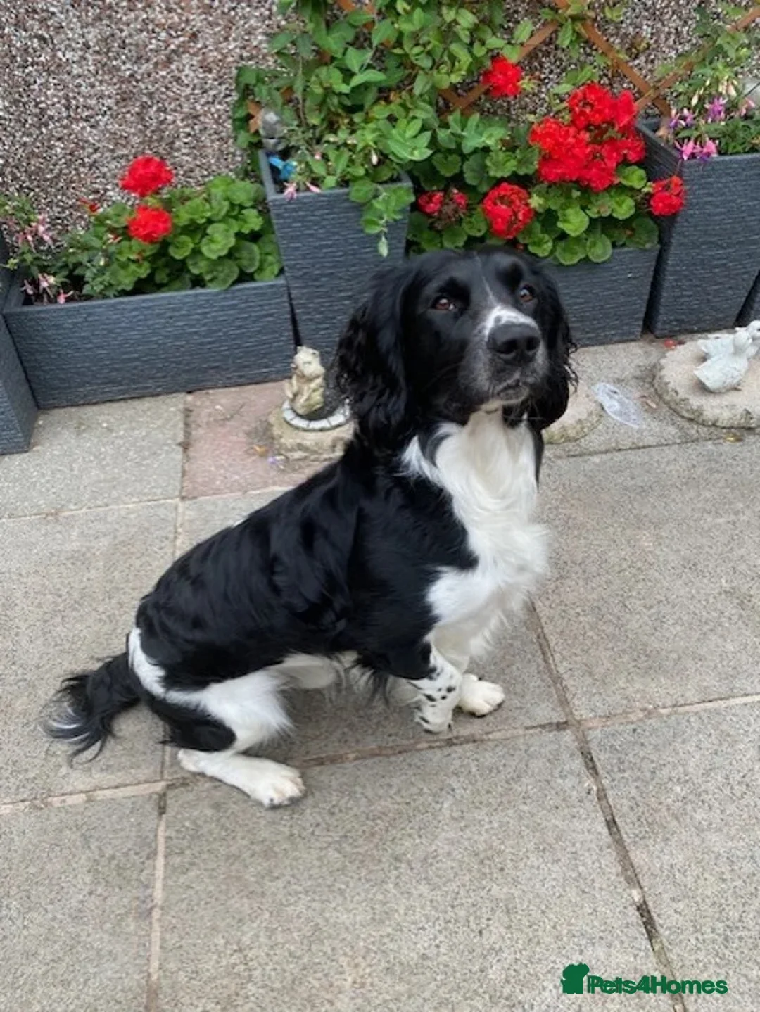 English Springer Spaniel dogs for sale: Springer spaniel puppies due soon  - Advert 12