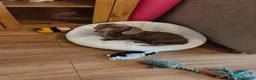 Dachshund dogs for sale: Cute little dachshund girl - Advert 7