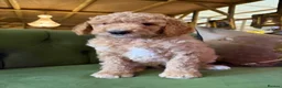 Bernedoodle dogs for sale: F1b Apricot Medium Bernedoodle  - Advert 19