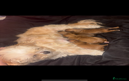 Shih Tzu dogs for sale: Shih tzu puppies - Image 13