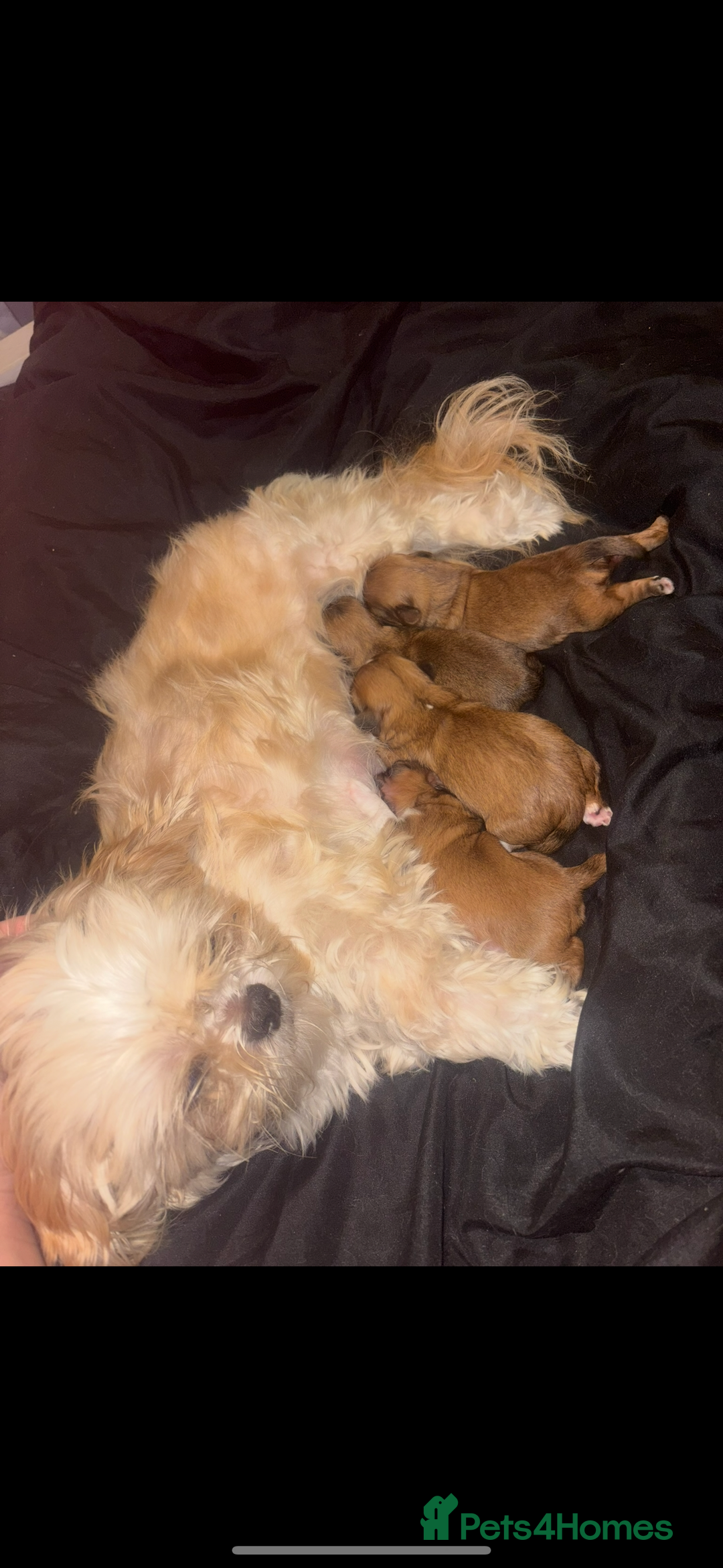 Shih Tzu dogs for sale: Shih tzu puppies - Image 13