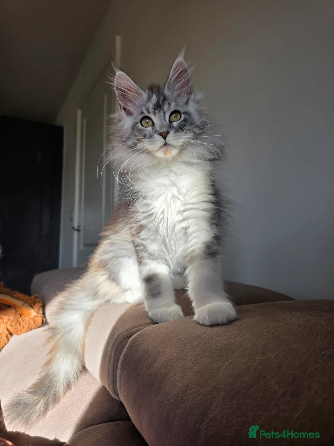 Maine Coon cats for sale: Pure breed Affectionate Mainecoon Female - Advert 2