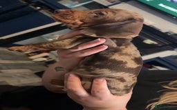 Miniature Dachshund dogs for sale: Miniature Dachshunds  - Image 2