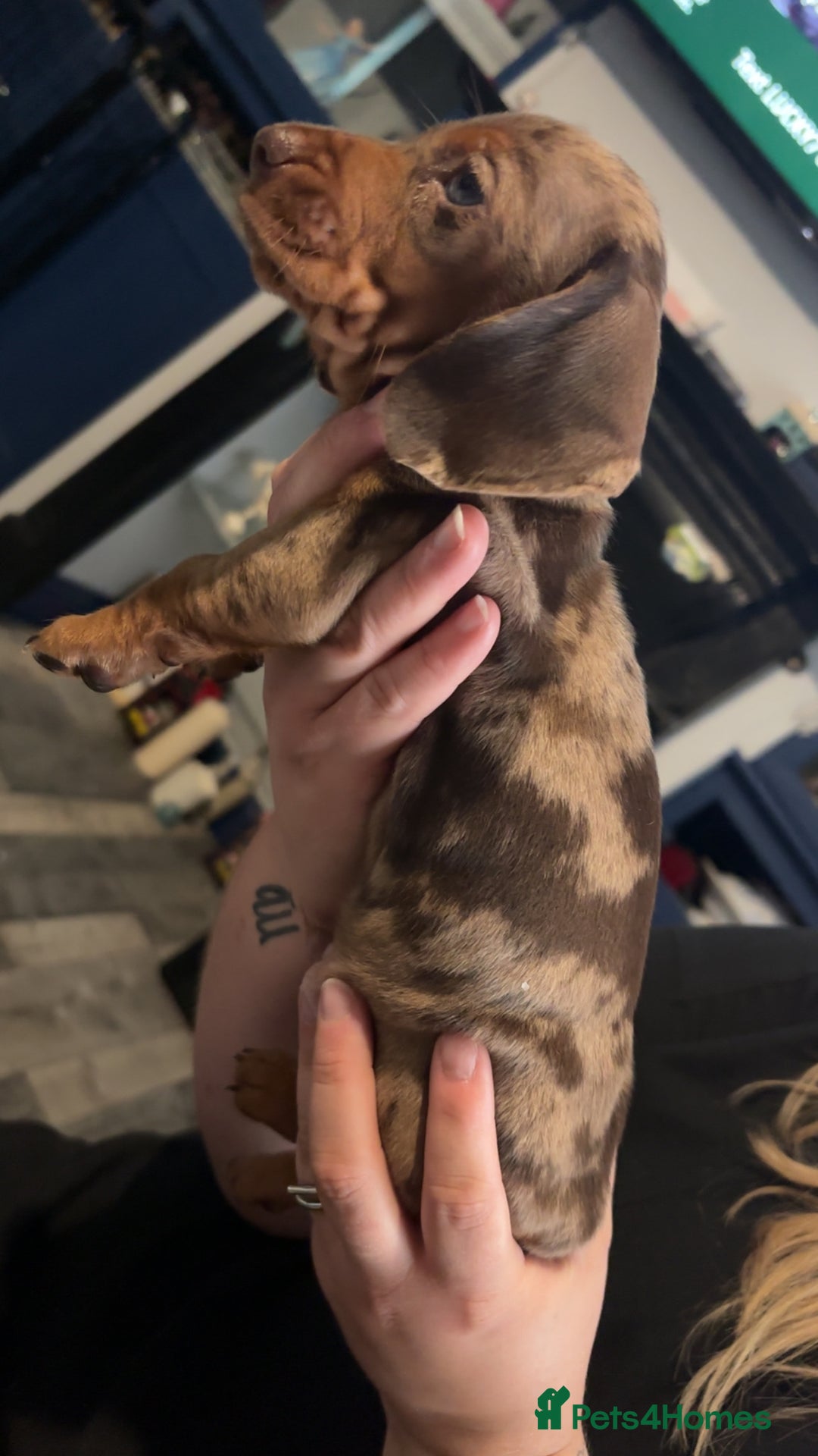 Miniature Dachshund dogs for sale: Miniature Dachshunds  - Image 2