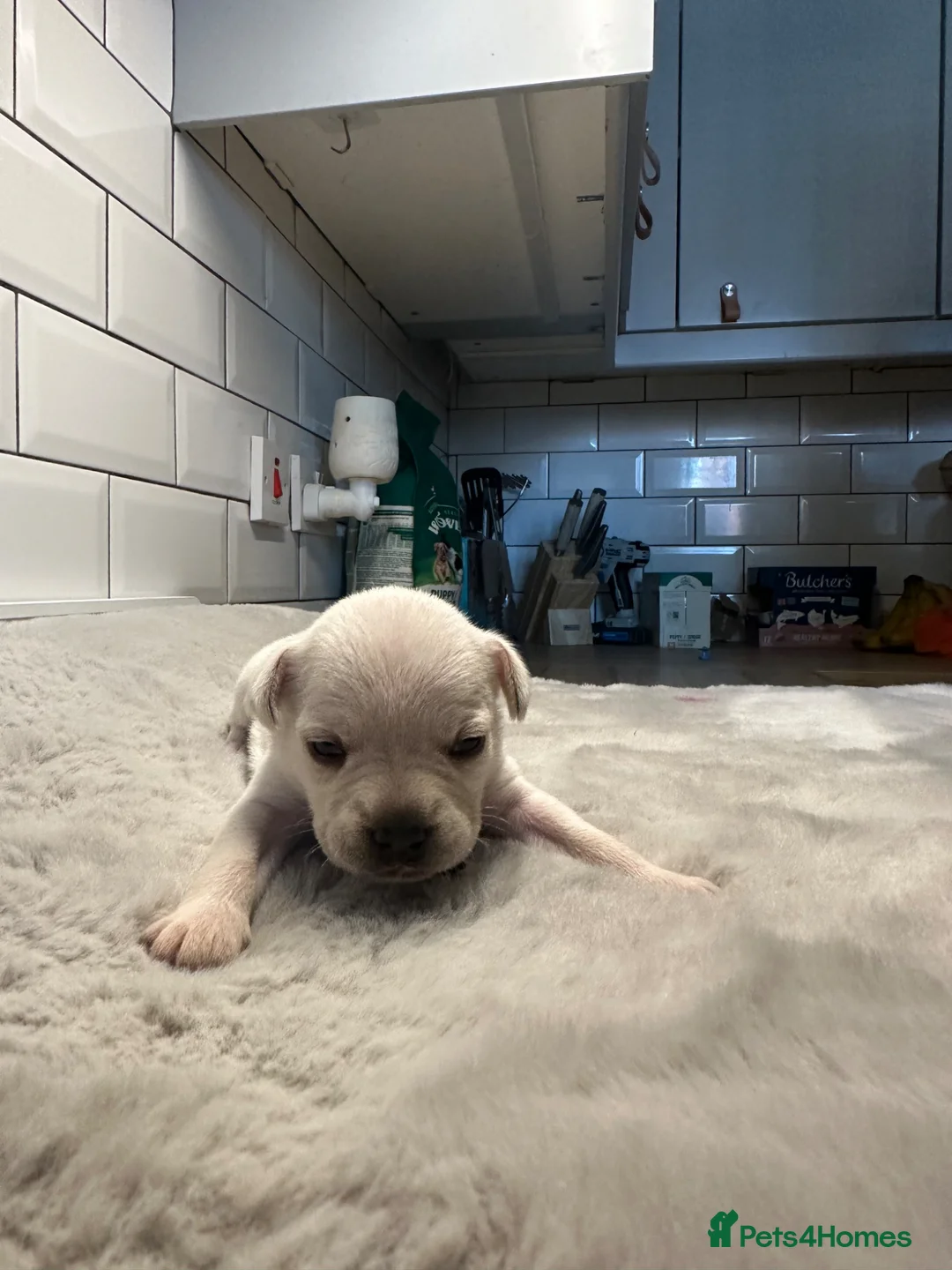 Mixed Breed dogs for sale: Fregal puppies - Advert 41