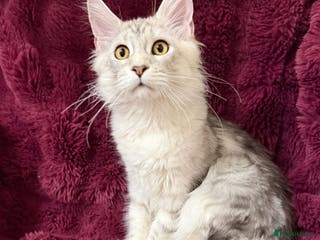 Maine Coon cats Tica Maine Coon kittens - Advert 18