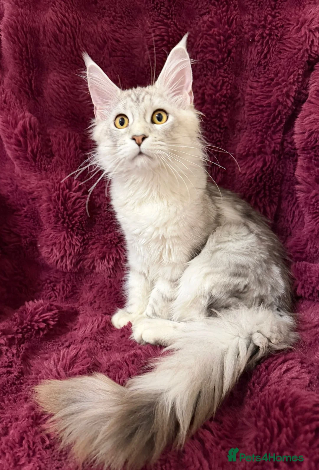 Maine Coon cats for sale: Tica Maine Coon kittens  - Advert 1
