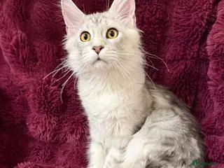 Maine Coon cats Tica Maine Coon kittens - Advert 4