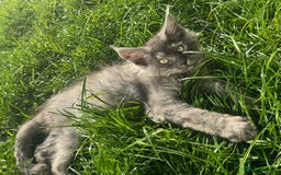 Maine Coon cats for sale: XL Maine Coon Boys Russian Line - Image 4