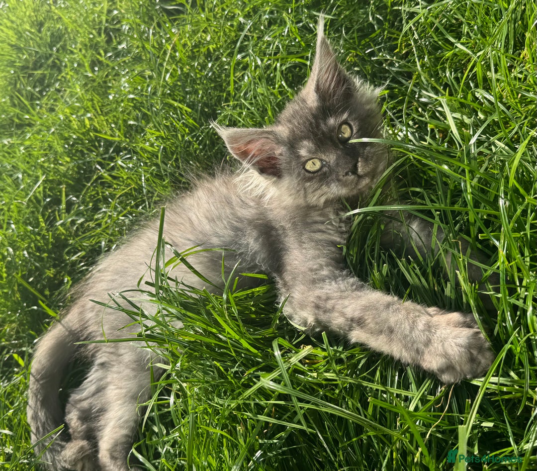 Maine Coon cats for sale: XL Maine Coon Boys Russian Line - Image 4
