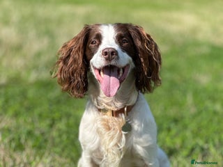English Springer Spaniel dogs Jerry - KC Registered English Springer Spaniel - Advert 3