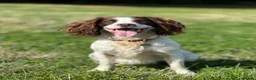 English Springer Spaniel dogs for stud: Jerry - KC Registered English Springer Spaniel  - Advert 1