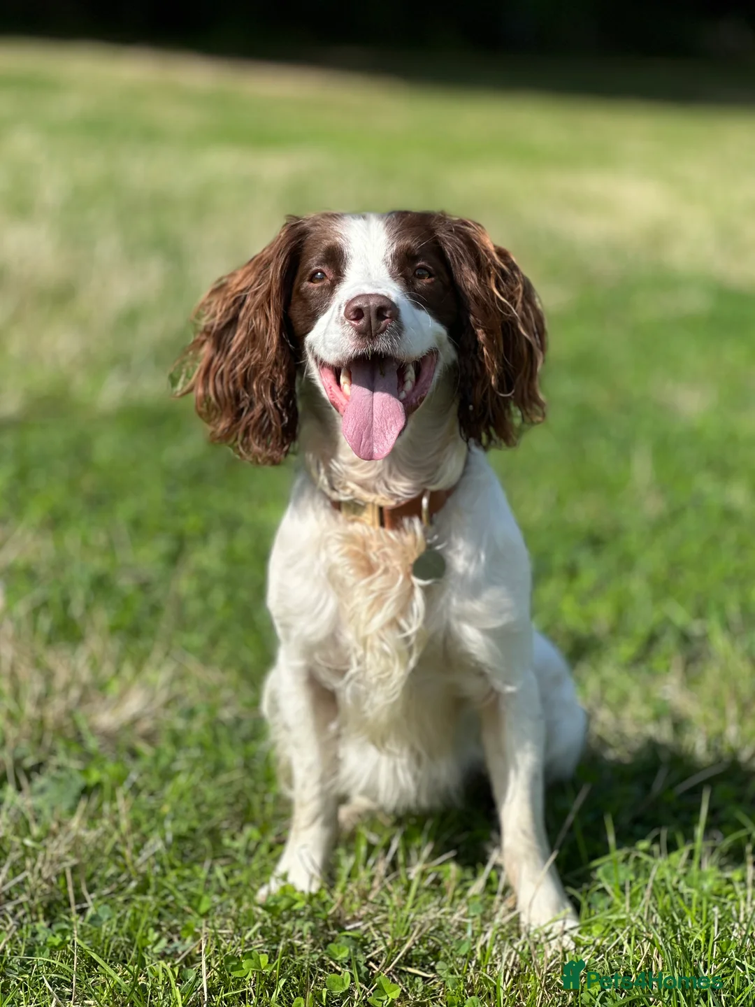 English Springer Spaniel dogs for stud: Jerry - KC Registered English Springer Spaniel  - Advert 1
