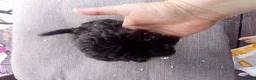 Cockapoo dogs for sale:  cockerpoo licensed breeder  - Advert 10
