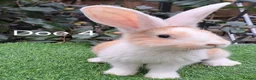 Continental Giant rabbits for sale: Pure Continental Giants  VACCINATED 3 in 1 Reserve - Advert 7
