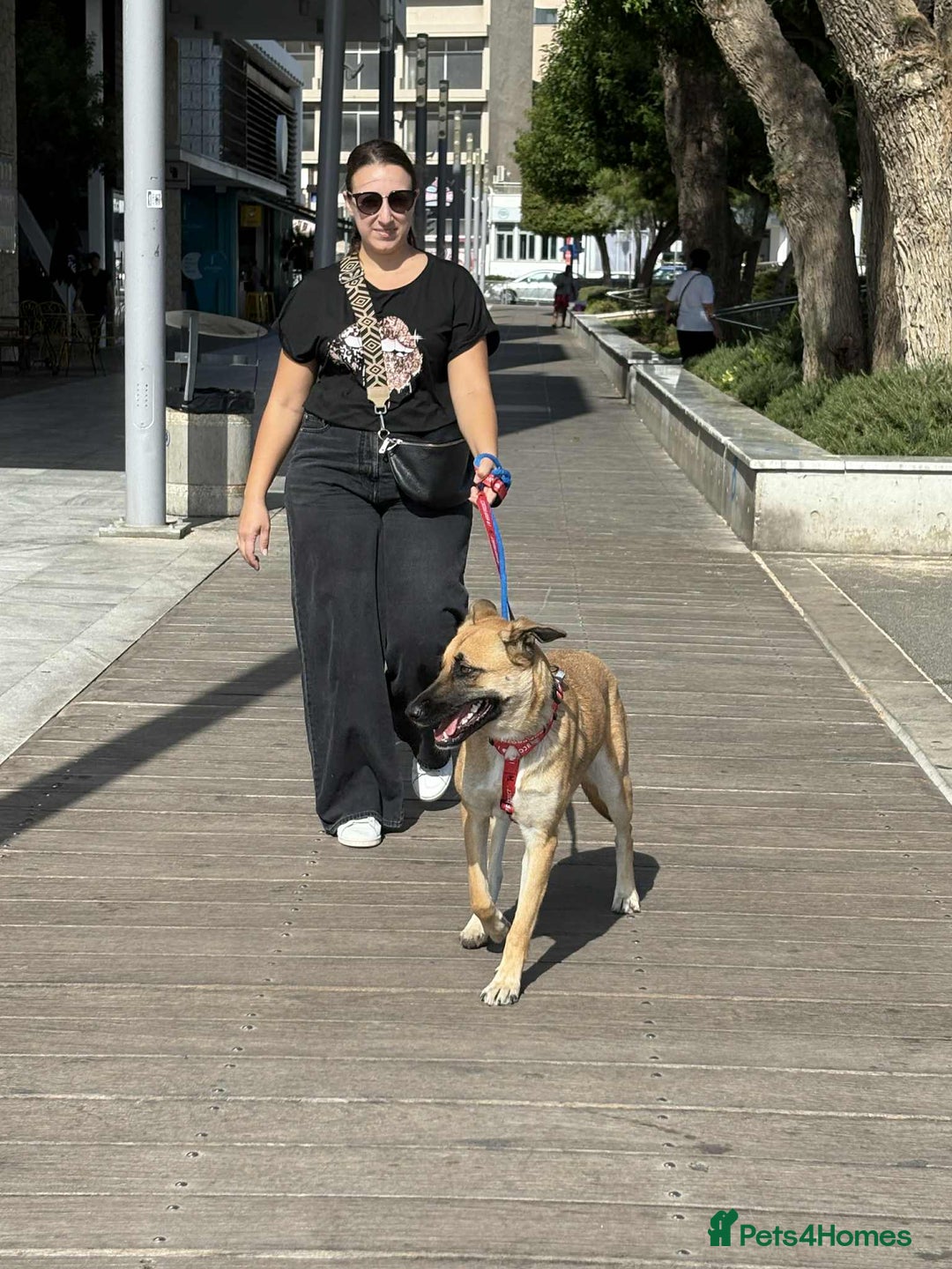 Mixed Breed dogs for adoption: Lydia the swettest fire survivor - Advert 10