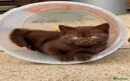 British Shorthair cats for sale: British Shorthair kittens  - Image 17