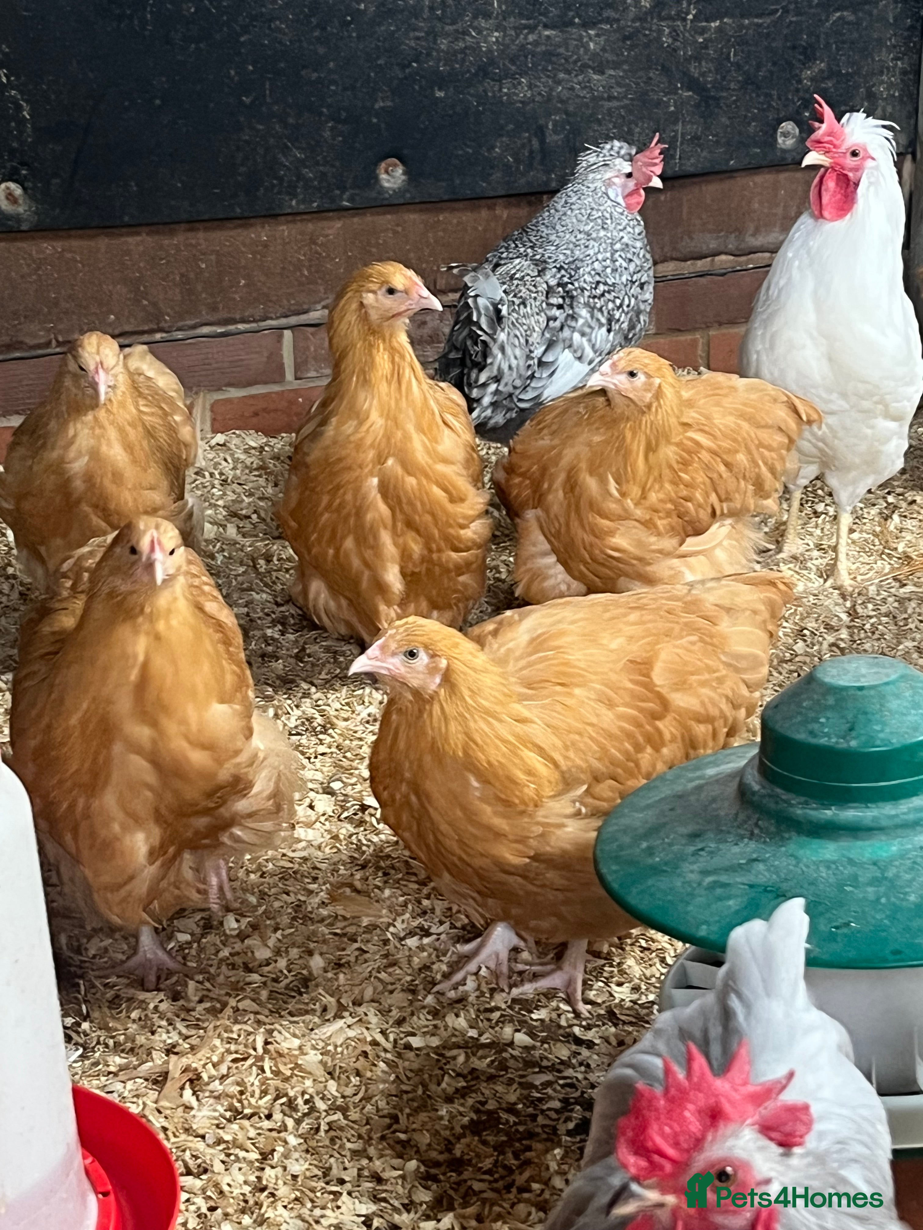 Chickens poultry Chickens - Advert 8