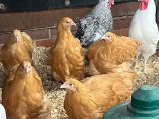 Chickens poultry Chickens - Advert 8