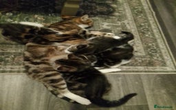 Mixed Breed cats for sale: READY TO LEAVE 4 gorgeous kittens for sale - Image 7