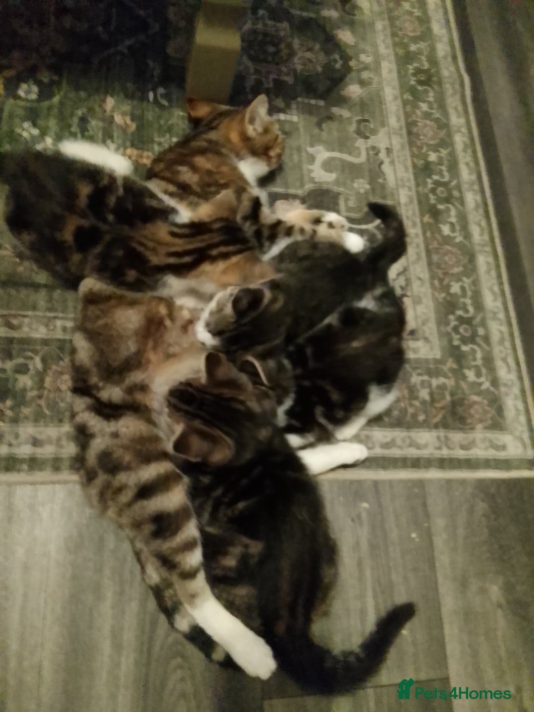 Mixed Breed cats for sale: READY TO LEAVE 4 gorgeous kittens for sale - Image 7
