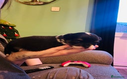 Chihuahua dogs for sale: Beautiful little chihuahua girl - Advert 4