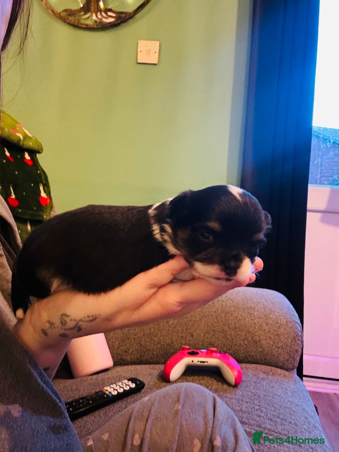 Chihuahua dogs for sale: Beautiful little chihuahua girl - Advert 4