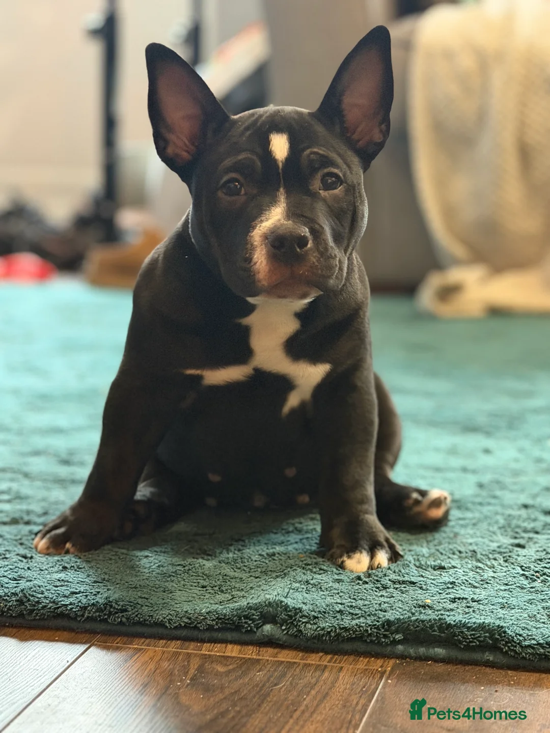 American Bully dogs for sale: American Pocket Bullys Female  in Ashford - Advert 9