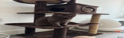 British Shorthair cats for sale: ACTIVE REGISTRATION – British Shorthair Chocolate - Advert 1