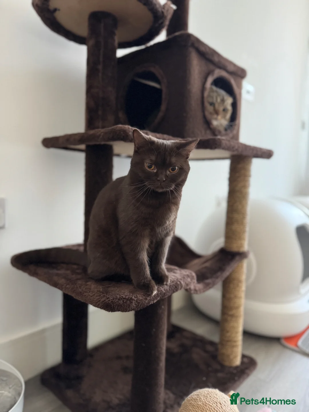 British Shorthair cats for sale: ACTIVE REGISTRATION – British Shorthair Chocolate - Advert 1