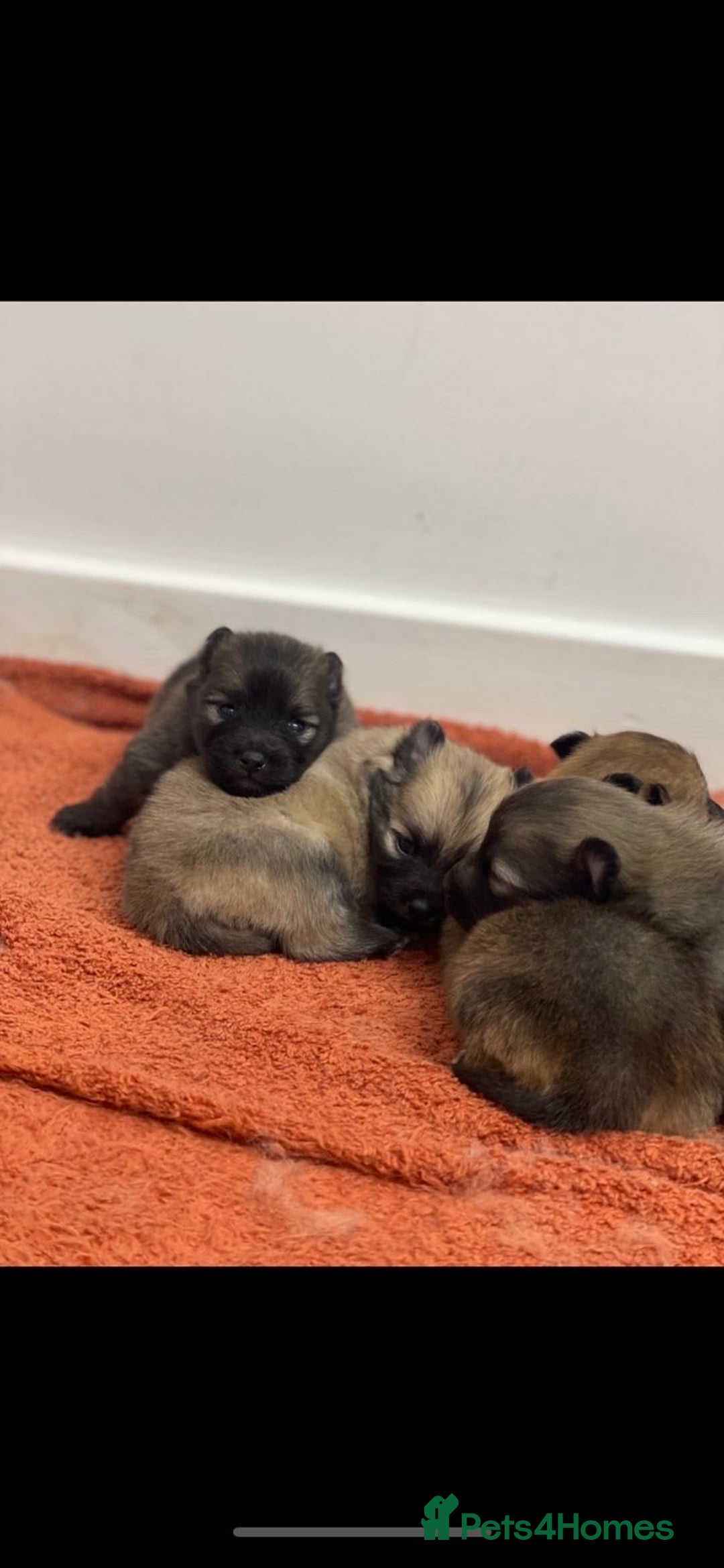 Pomeranian dogs for sale: LAST GIRL READY NOW Pomeranian puppies - Advert 19