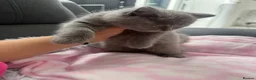 British Shorthair cats for sale: Last female bsh kitten considering offers  - Advert 4
