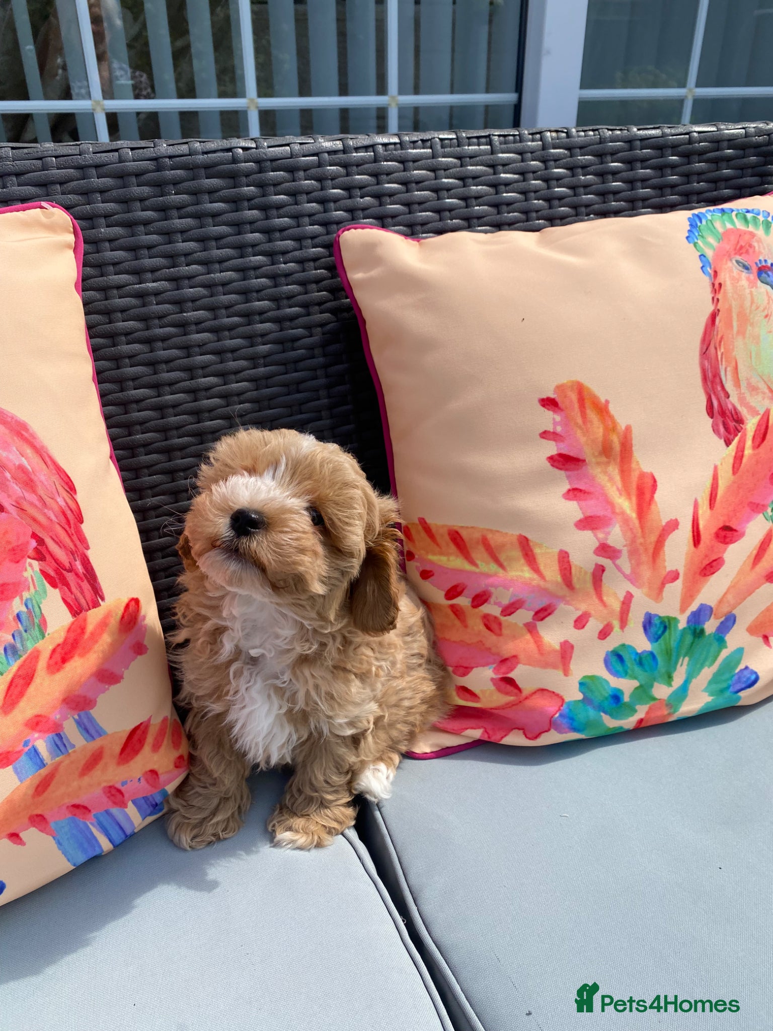 Maltipoo dogs Last 2 handsome boys reduced  - Advert 5