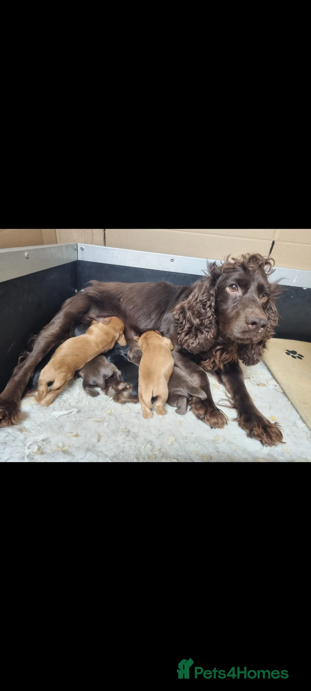 Cocker Spaniel dogs for sale: Working cocker spaniel puppies - Advert 5