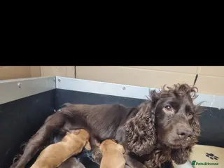 Cocker Spaniel dogs Working cocker spaniel puppies - Advert 15