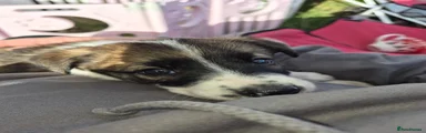 Border Collie 2