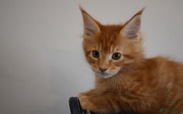 Maine Coon cats for sale: 💕💕💕5 Amazing Maine Coon kittens💕💕💕  - Image 6