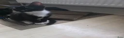 Mixed Breed cats for sale: Kittens for sale - Advert 3