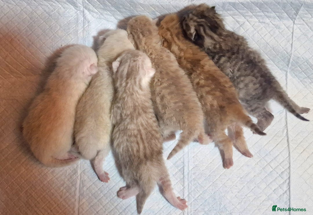 British Shorthair cats for sale: GOLDEN TABBY & COLOURPOINT BSH KITTENS - Image 4