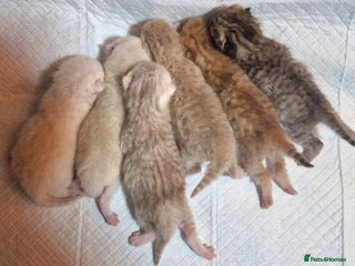 British Shorthair cats 💕LAST GIRL💕GOLDEN POINT BRITISH SHORTHAIR - Advert 17