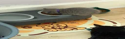 British Shorthair cats for sale: Beautiful British Shorthair - Advert 21