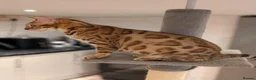 Bengal cats for sale: Beautiful Retired Female Bengal - Advert 6