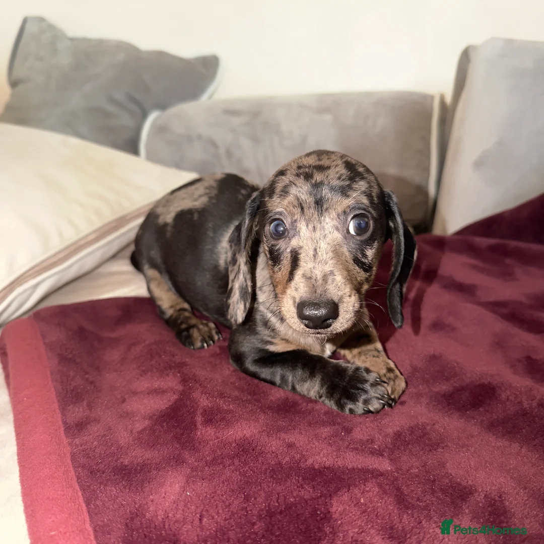 Miniature Dachshund dogs for sale: Miniature Dachshunds - Advert 4