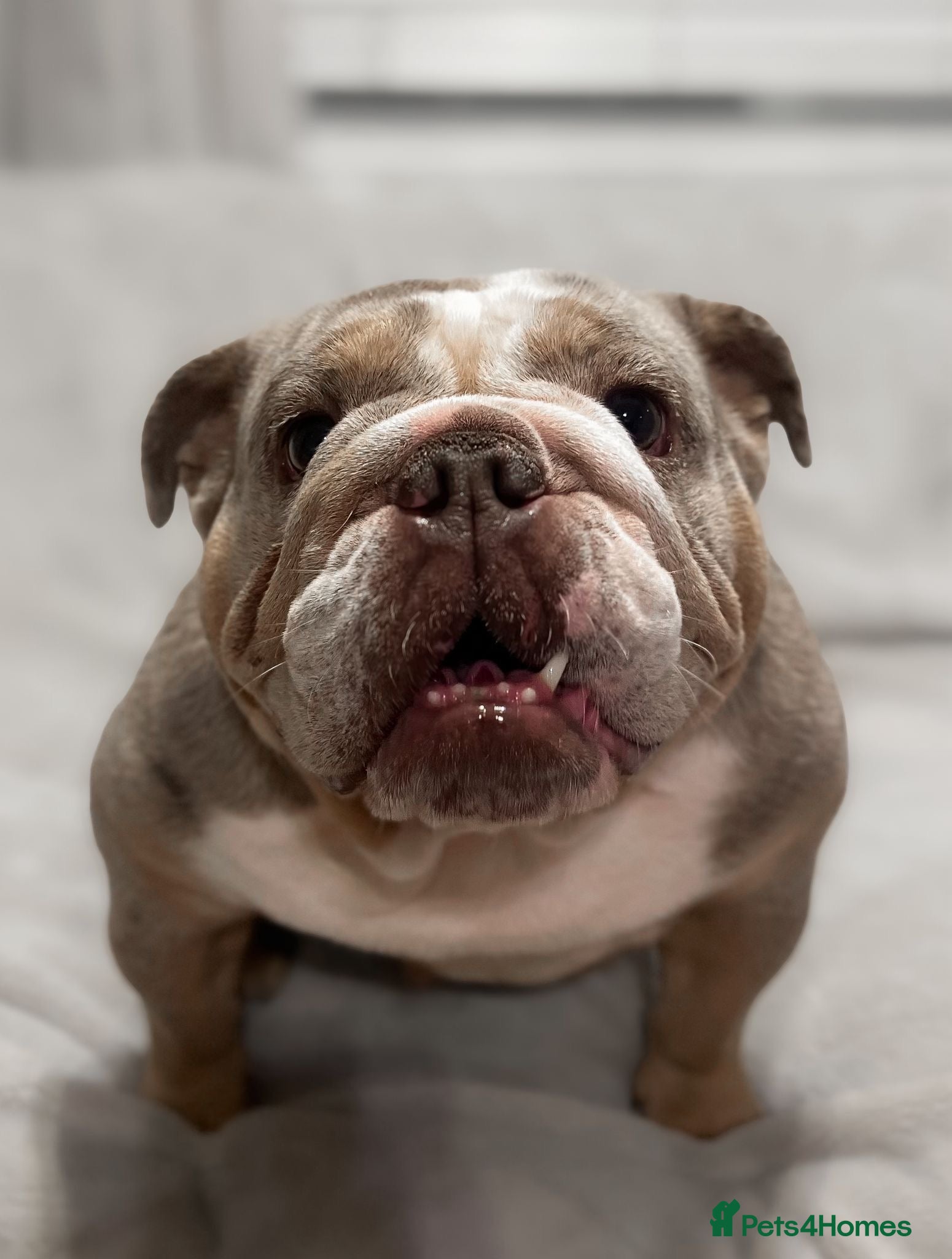 English Bulldog dogs Our gorgeous English bulldog Nellie age 3 years  - Advert 1