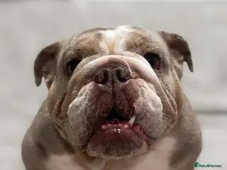 English Bulldog dogs Our gorgeous English bulldog Nellie age 3 years - Advert 1