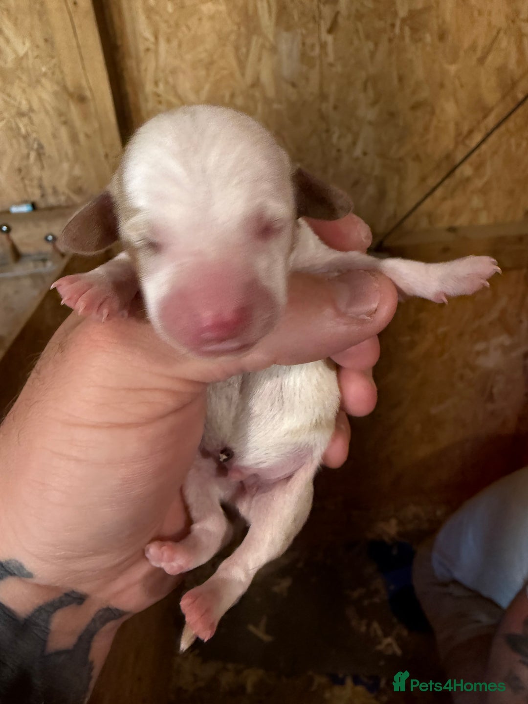 Dachshund dogs for sale: 7 cracking dachshund puppies  - Image 3